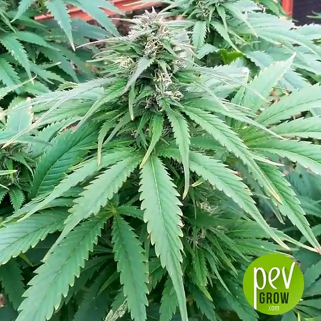 Early Top Skunk - Bulk Seed Bank 1