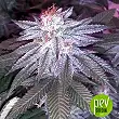 Euforia Special Bulk Seed Bank
