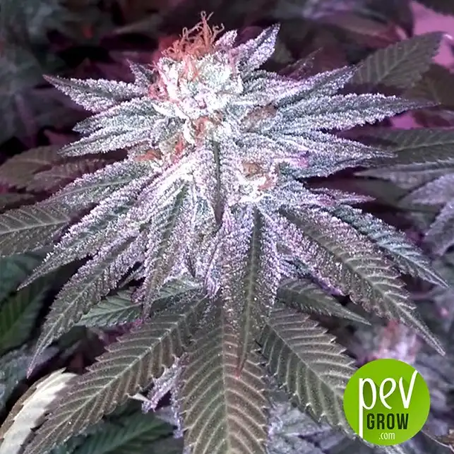 Euforia Special Bulk Seed Bank