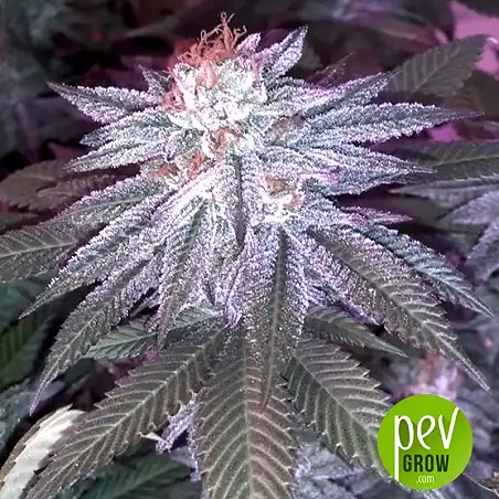 Euforia Special Bulk Seed Bank