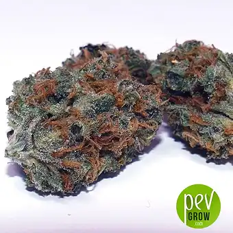 Mr Shiska - Mr Hide Seeds