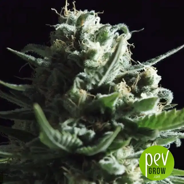 Grapefruit Bulk Seed Bank