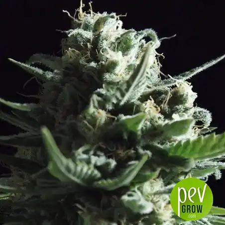 Grapefruit Bulk Seed Bank