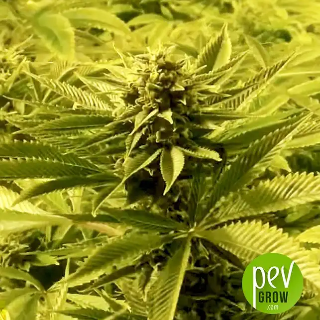 Green Candy Bulk Seed Bank