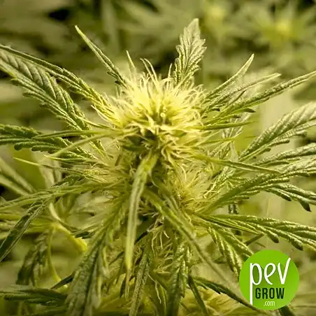 Jack Hair Bulk Seed Bank