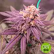 Purple Punch - Seed Stockers