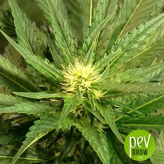 K2 - Bulk Seed Bank