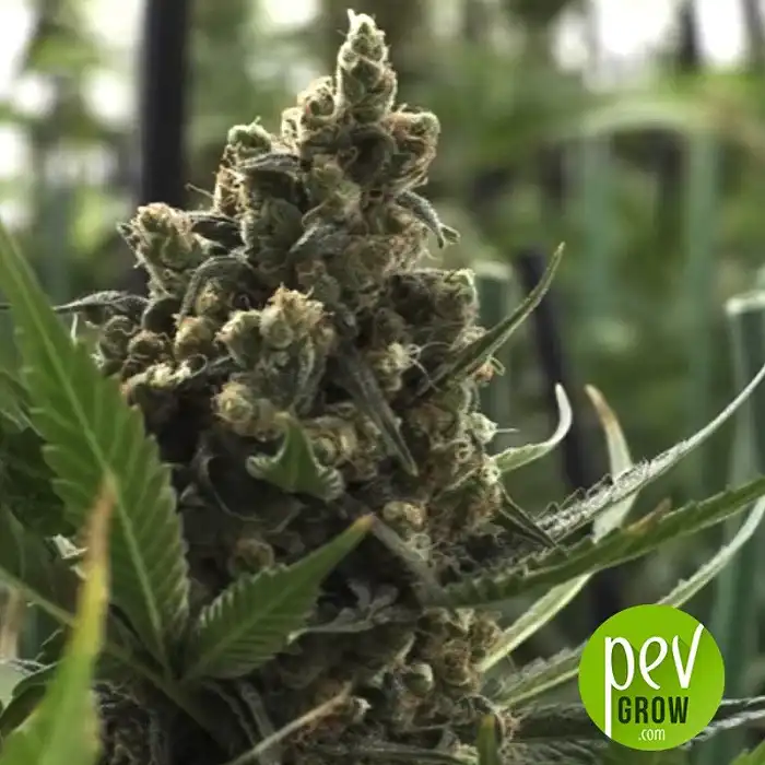 Mamacita's Cookies - Ministry of Cannabis