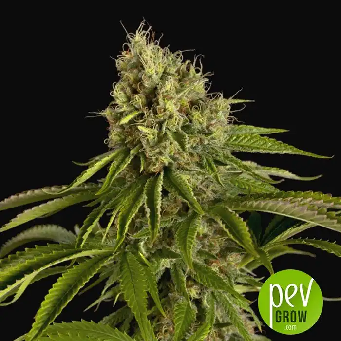 The Critical Auto - Xtreme Seeds