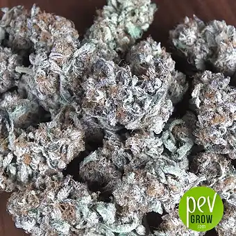 Purple Punch Auto - Fast Buds - FastBuds