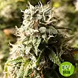 Purple Lemonade - Fast Buds - FastBuds