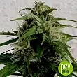 Lavender Best Bulk Seed Bank
