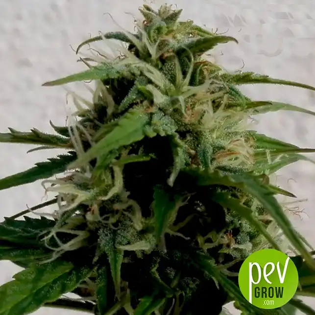 Lavender Best Bulk Seed Bank