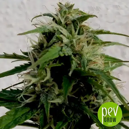 Lavender Best Bulk Seed Bank