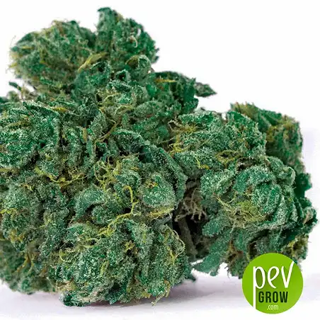 Locomotive Bulk Seed Bank