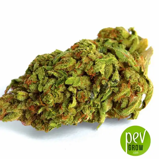Marley's Bud - Bulk Seed Bank 1