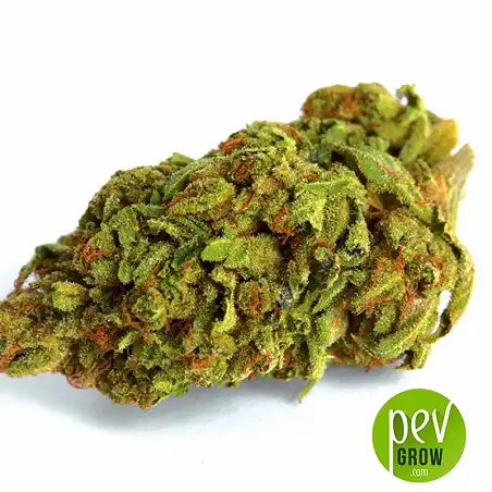 Marley's Bud Bulk Seed Bank