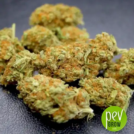 Mazar Extra Bulk Seed Bank