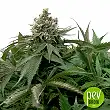 Moby Big Bulk Seed Bank
