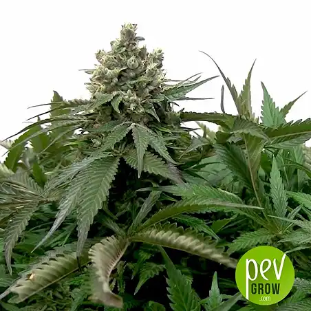 Moby Big Bulk Seed Bank