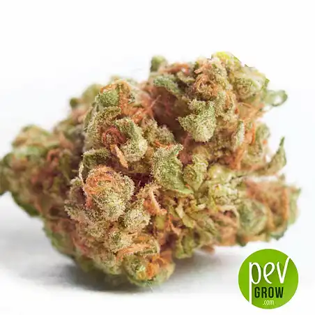 NBA Diesel Bulk Seed Bank