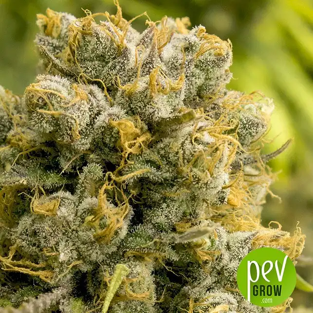 Nepal Gold - Bulk Seed Bank