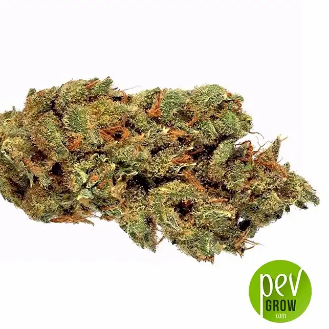 New's Haze - Bulk Seed Bank