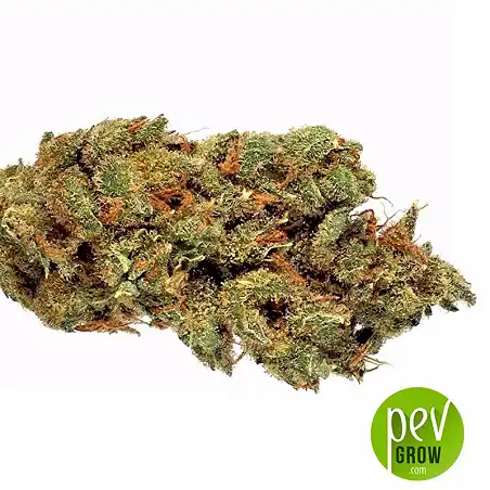 New's Haze Bulk Seed Bank