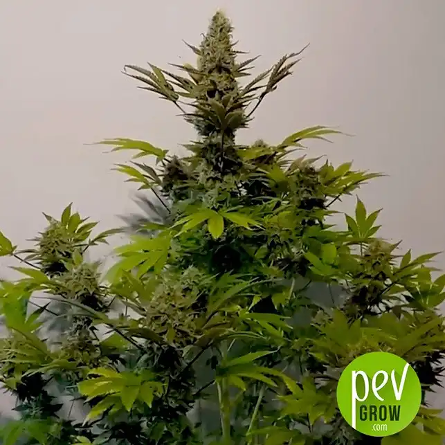 Northern Light Bulk Seed Bank