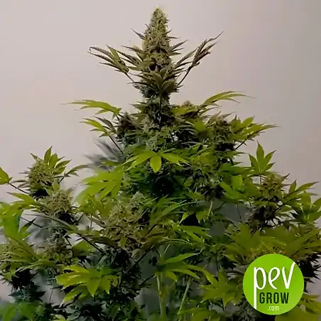 Northern Light Bulk Seed Bank