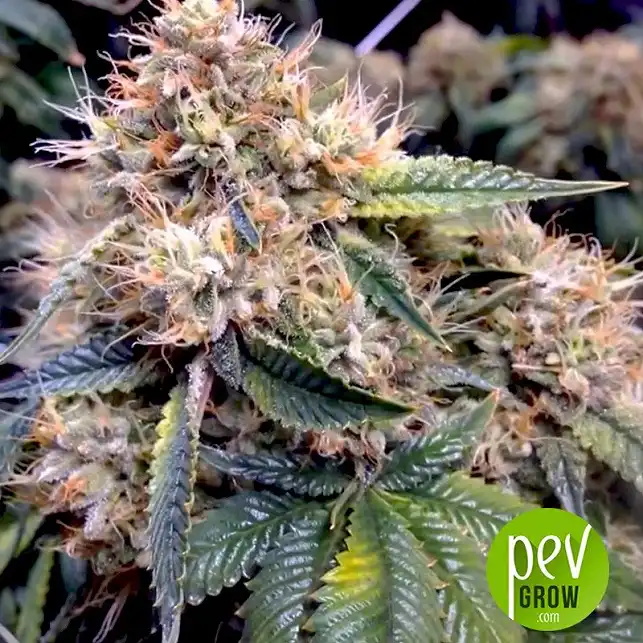 OG Kush Bulk Seed Bank