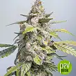 Original Orange Bud Bulk Seed Bank