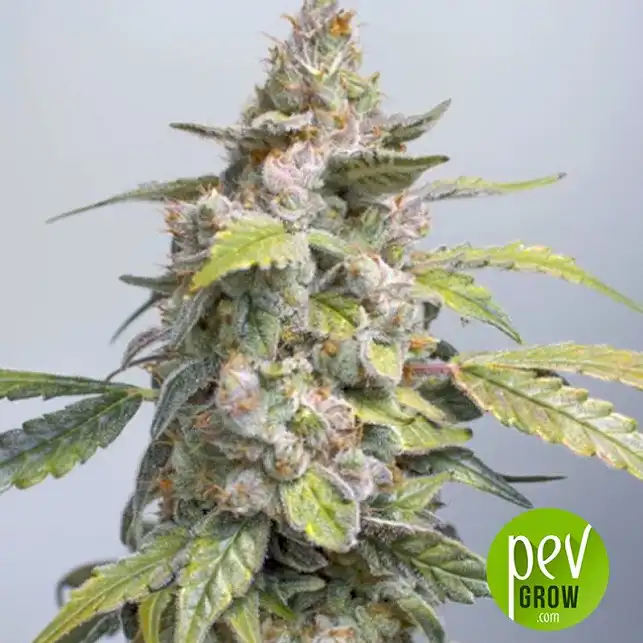 Original Orange Bud Bulk Seed Bank