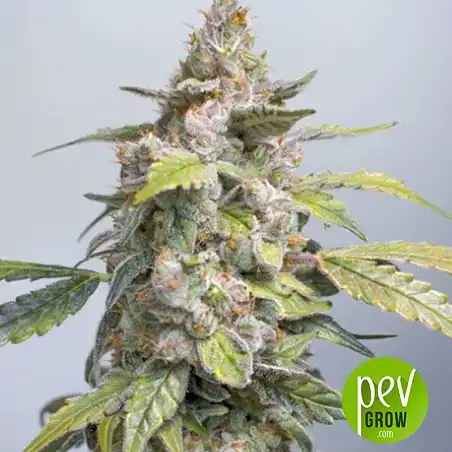 Original Orange Bud Bulk Seed Bank