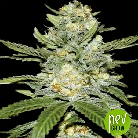 Perfect Power Plant Bulk Seed Bank