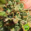 Psychedelic Bulk Seed Bank
