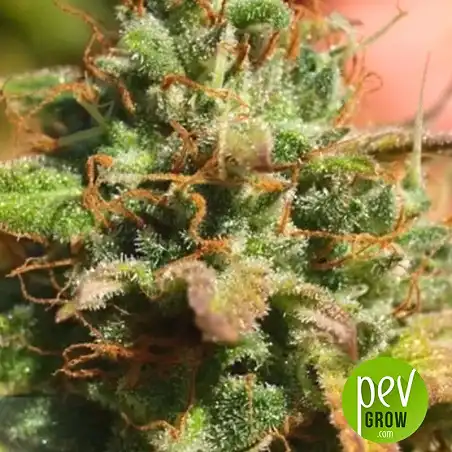 Psychedelic Bulk Seed Bank