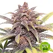 Purple Glam Kush Bulk Seed Bank Purple Glam Kush Bulk Seed Bank