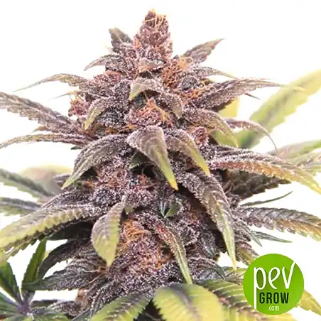 Purple Glam Kush Bulk Seed Bank