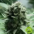 SKUNK 99 Bulk Seed Bank