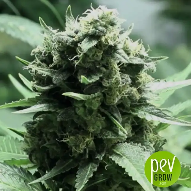 SKUNK 99 - Bulk Seed Bank 1