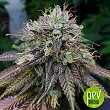 Master Kush Grand Bulk Seed Bank