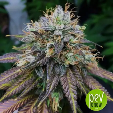 Master Kush Grand Bulk Seed Bank