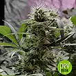 Sensible Star Bulk Seed Bank