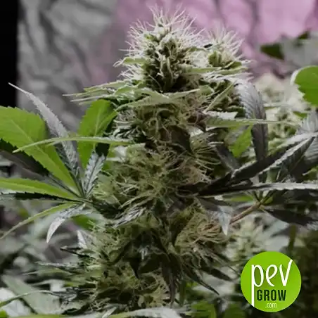 Sensible Star Bulk Seed Bank