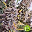 The Unlimited Bulk Seed Bank