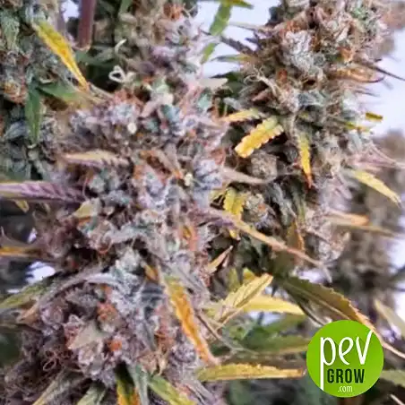 The Unlimited Bulk Seed Bank