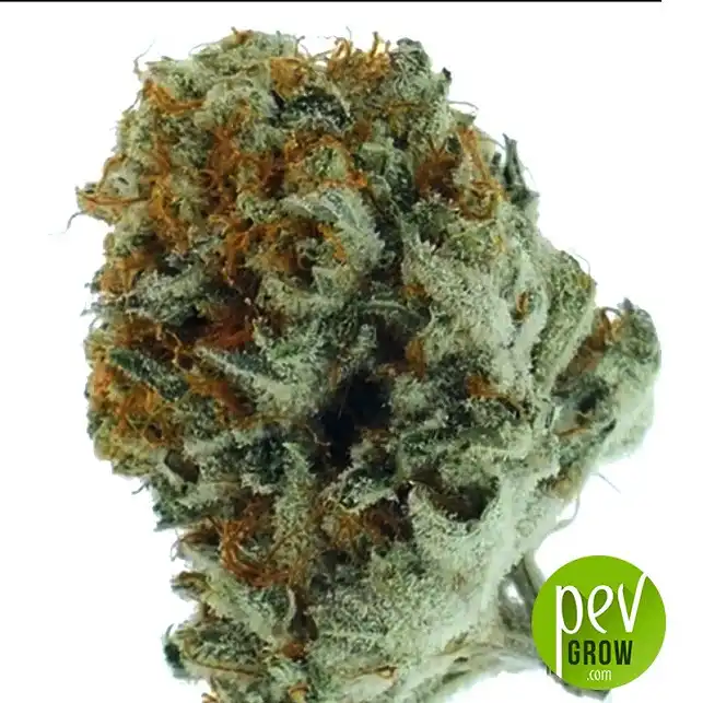 White Prussian Bulk Seed Bank