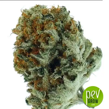 White Prussian Bulk Seed Bank