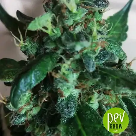 White Widow Bulk Seed Bank